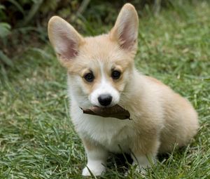 Preview wallpaper dog, puppy, leaves, grass, autumn