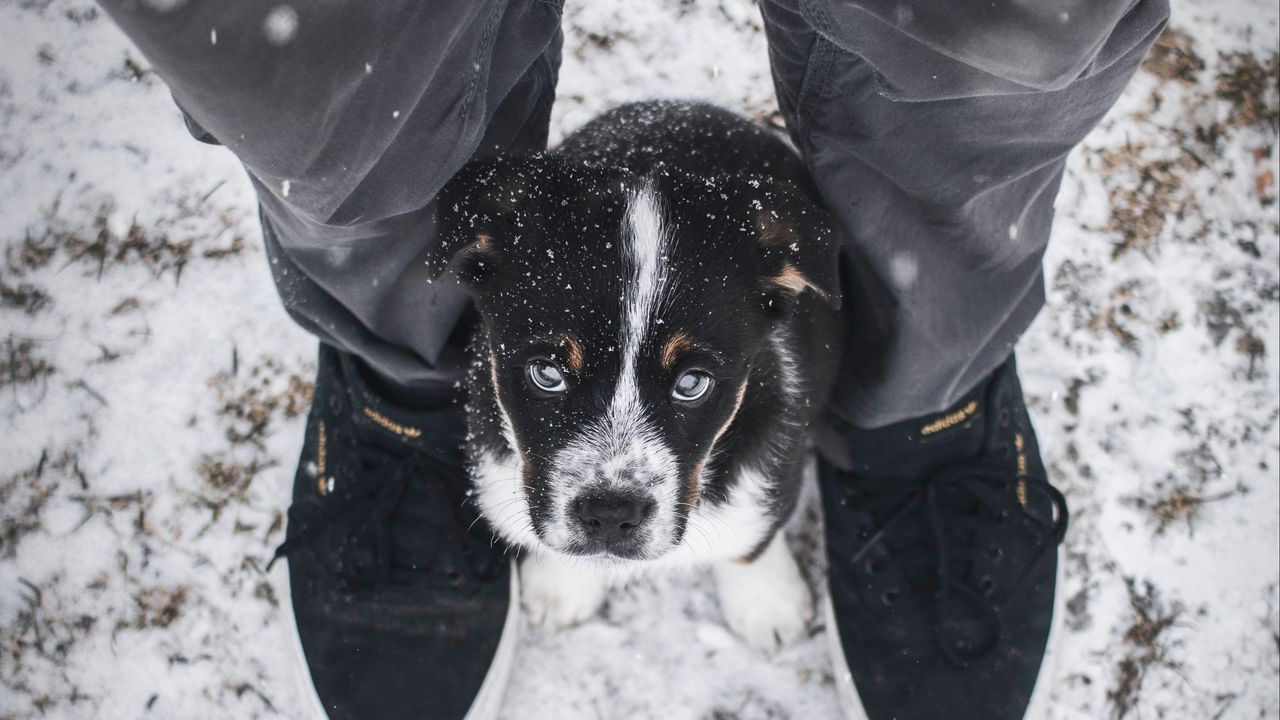 Wallpaper dog, puppy, legs, cute, eyes