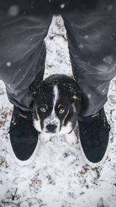 Preview wallpaper dog, puppy, legs, cute, eyes