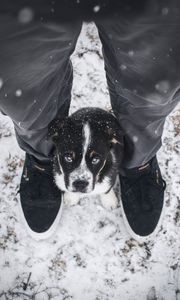 Preview wallpaper dog, puppy, legs, cute, eyes