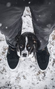 Preview wallpaper dog, puppy, legs, cute, eyes