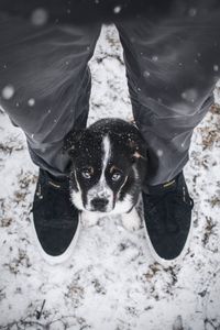 Preview wallpaper dog, puppy, legs, cute, eyes