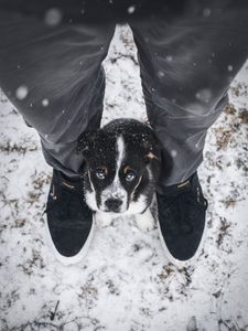 Preview wallpaper dog, puppy, legs, cute, eyes