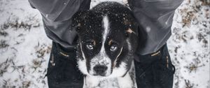 Preview wallpaper dog, puppy, legs, cute, eyes