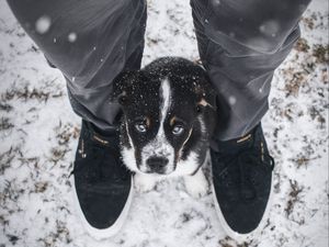 Preview wallpaper dog, puppy, legs, cute, eyes