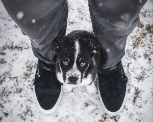 Preview wallpaper dog, puppy, legs, cute, eyes