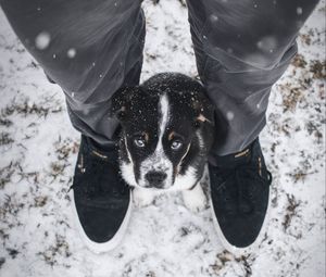 Preview wallpaper dog, puppy, legs, cute, eyes