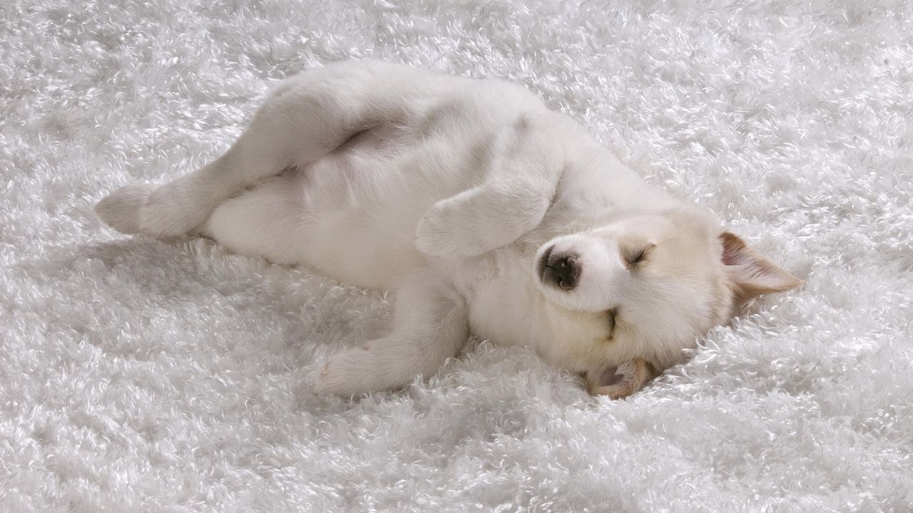 Wallpaper dog, puppy, light, sleep