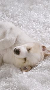 Preview wallpaper dog, puppy, light, sleep