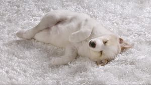 Preview wallpaper dog, puppy, light, sleep