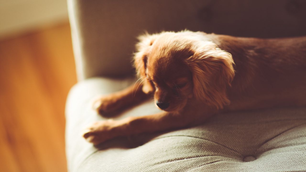 Wallpaper dog, puppy, lying, sofa