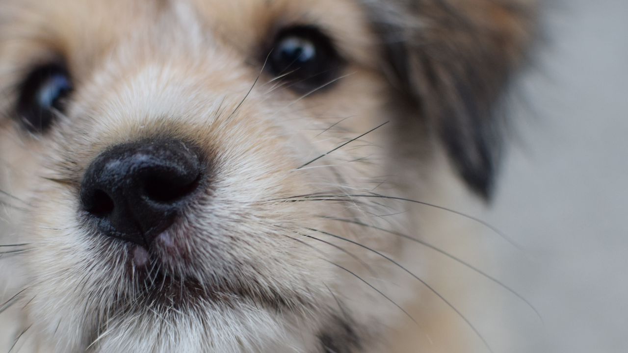 Wallpaper dog, puppy, muzzle, close-up