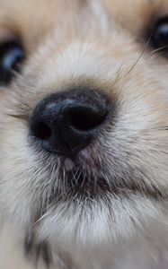 Preview wallpaper dog, puppy, muzzle, close-up