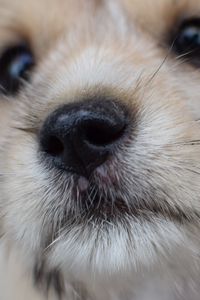 Preview wallpaper dog, puppy, muzzle, close-up