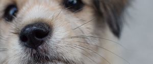 Preview wallpaper dog, puppy, muzzle, close-up