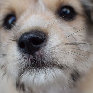 Preview wallpaper dog, puppy, muzzle, close-up