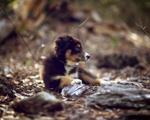 Preview wallpaper dog, puppy, nature, escape