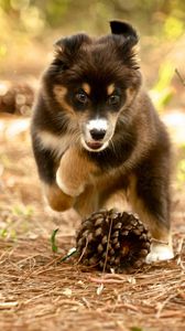 Preview wallpaper dog, puppy, nature, pine cones