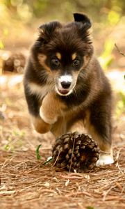 Preview wallpaper dog, puppy, nature, pine cones