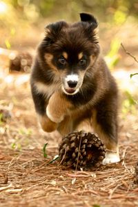 Preview wallpaper dog, puppy, nature, pine cones
