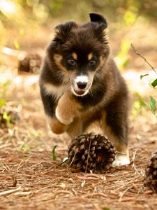 Preview wallpaper dog, puppy, nature, pine cones