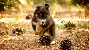 Preview wallpaper dog, puppy, nature, pine cones