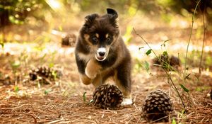 Preview wallpaper dog, puppy, nature, pine cones