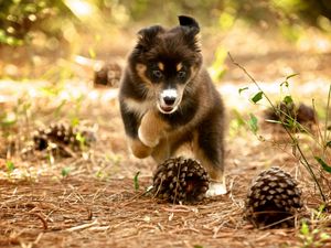 Preview wallpaper dog, puppy, nature, pine cones