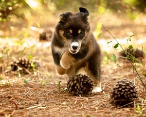 Preview wallpaper dog, puppy, nature, pine cones