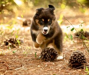 Preview wallpaper dog, puppy, nature, pine cones