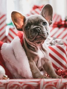 Preview wallpaper dog, puppy, new year