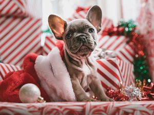 Preview wallpaper dog, puppy, new year