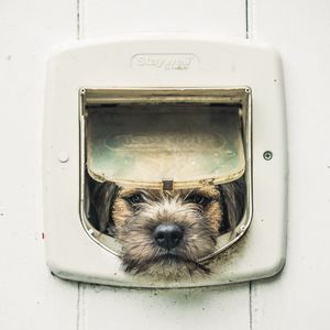 Preview wallpaper dog, puppy, pet, face, sad