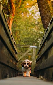 Preview wallpaper dog, puppy, protruding tongue, funny