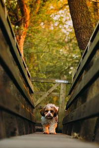 Preview wallpaper dog, puppy, protruding tongue, funny