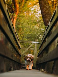 Preview wallpaper dog, puppy, protruding tongue, funny