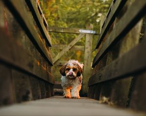 Preview wallpaper dog, puppy, protruding tongue, funny