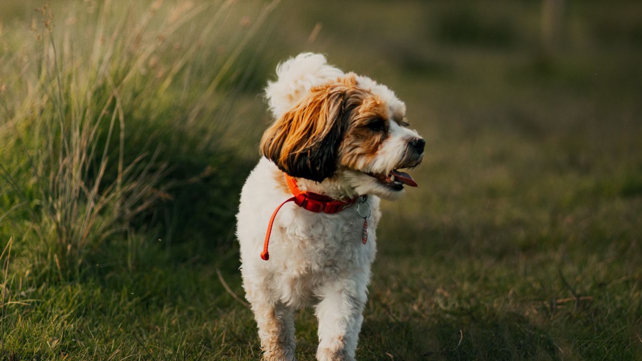 Wallpaper dog, puppy, protruding tongue, funny, grass