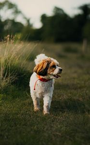 Preview wallpaper dog, puppy, protruding tongue, funny, grass