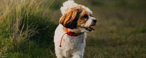 Preview wallpaper dog, puppy, protruding tongue, funny, grass