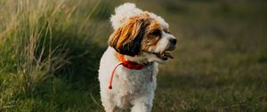 Preview wallpaper dog, puppy, protruding tongue, funny, grass