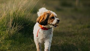 Preview wallpaper dog, puppy, protruding tongue, funny, grass