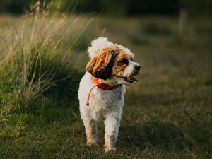 Preview wallpaper dog, puppy, protruding tongue, funny, grass