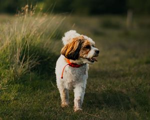 Preview wallpaper dog, puppy, protruding tongue, funny, grass