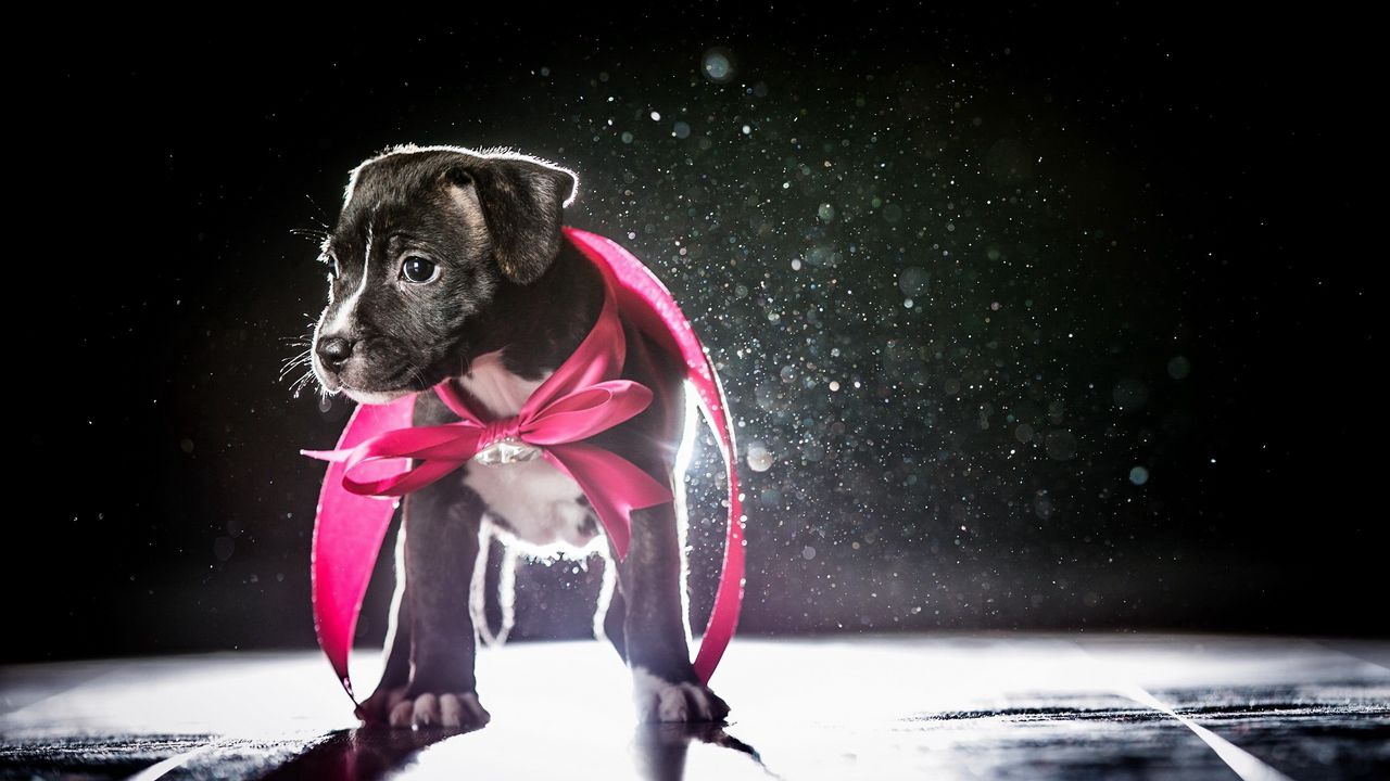 Wallpaper dog, puppy, ribbon, shadow, light