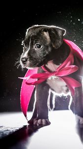 Preview wallpaper dog, puppy, ribbon, shadow, light