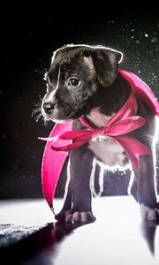 Preview wallpaper dog, puppy, ribbon, shadow, light