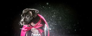 Preview wallpaper dog, puppy, ribbon, shadow, light
