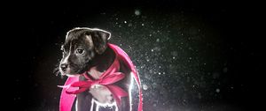 Preview wallpaper dog, puppy, ribbon, shadow, light