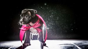 Preview wallpaper dog, puppy, ribbon, shadow, light